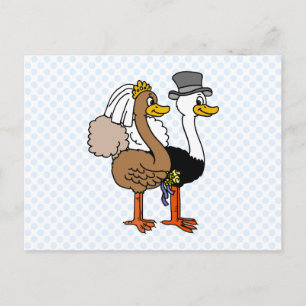 Cartão Postal Ostrichs casado