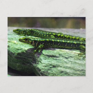 Cartão Postal Otago Skink