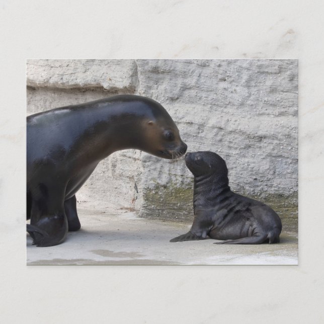 Cartão Postal Otaria flavescens (Frente)