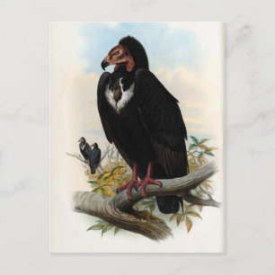 Cartão Postal Otogyps Calvus. Abutre preto