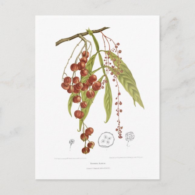 Cartão Postal Otorpha alata (Frente)