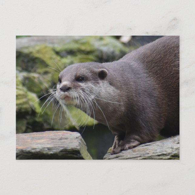 Cartão Postal Otter (Frente)