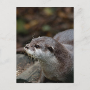 Cartão Postal Otter