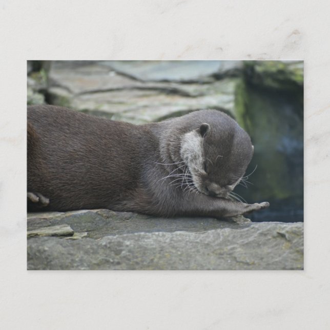 Cartão Postal Otter (Frente)