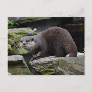 Cartão Postal Otter