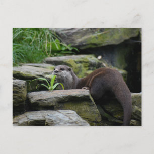 Cartão Postal Otter