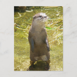 Cartão Postal Otter asiático de garra pequena
