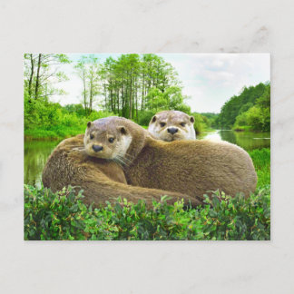 Cartão Postal "Otter Love"