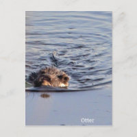 Otter Natação Foto