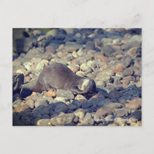 Cartão Postal Otter Short-Clawed no Zoo Drusillas em East Sussex