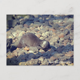 Cartão Postal Otter Short-Clawed no Zoo Drusillas em East Sussex
