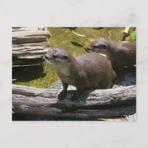 Cartão Postal Otters asiáticos de garra pequena
