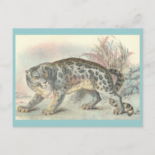 Cartão Postal Ounce (Leopardo de Neve)