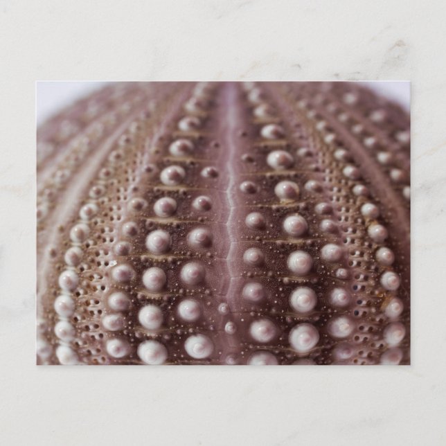 Cartão Postal ouriço-marinho (Frente)