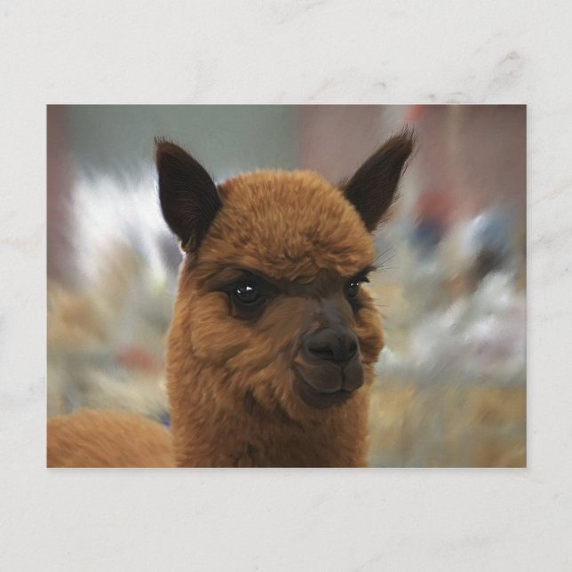 Cartão Postal Ouro Alpaca (Frente)