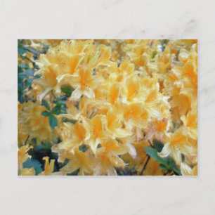 Cartão Postal Ouro Amarelo-Azaleas-flores