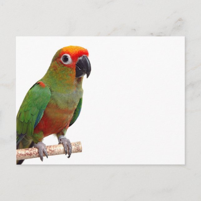 Cartão Postal Ouro-capped (Frente)
