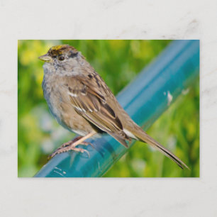 Cartão Postal Ouro Crowed Sparrow