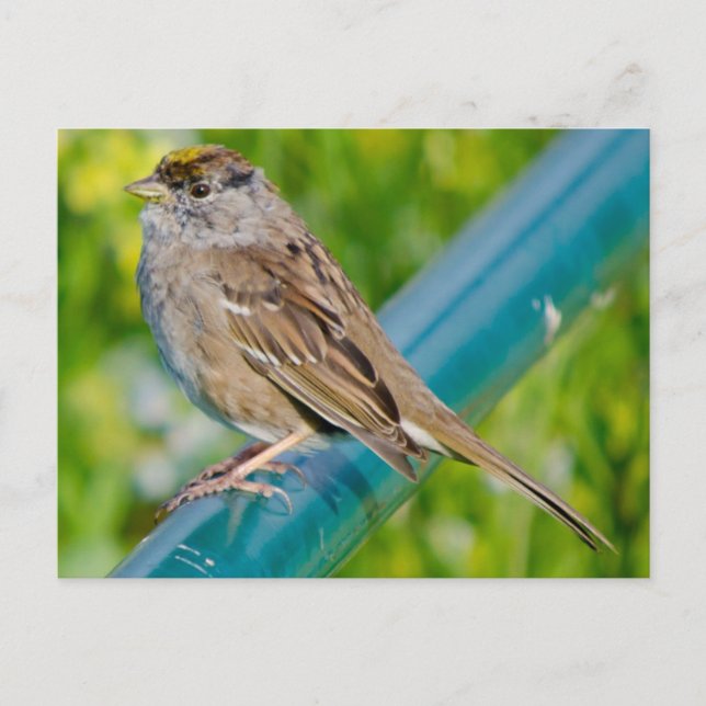 Cartão Postal Ouro Crowed Sparrow (Frente)