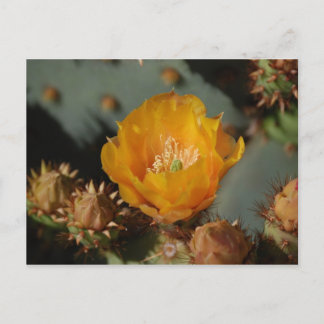 Cartão Postal Ouro do Deserto