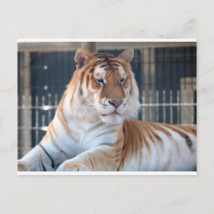 Cartão Postal Ouro do tigre Tabby no zoológico de Cougar Mountai