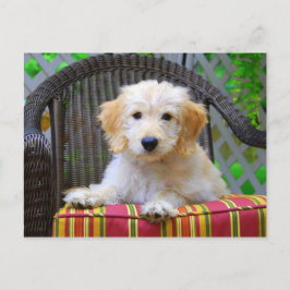 Cartão Postal Ouro Doodle Puppy