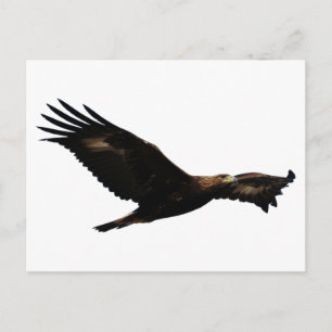 Cartão Postal Ouro Eagle Soaring