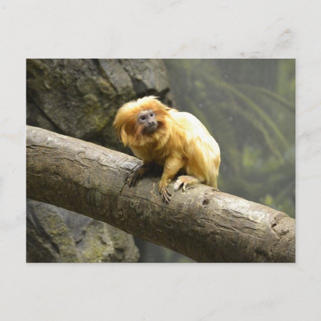 Cartão Postal Ouro Lion Tamarin (Frente)