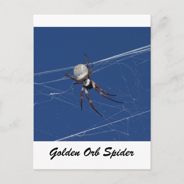 Cartão Postal Ouro Orb Spider (Frente)