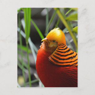 Cartão Postal Ouro Pheasant Bird