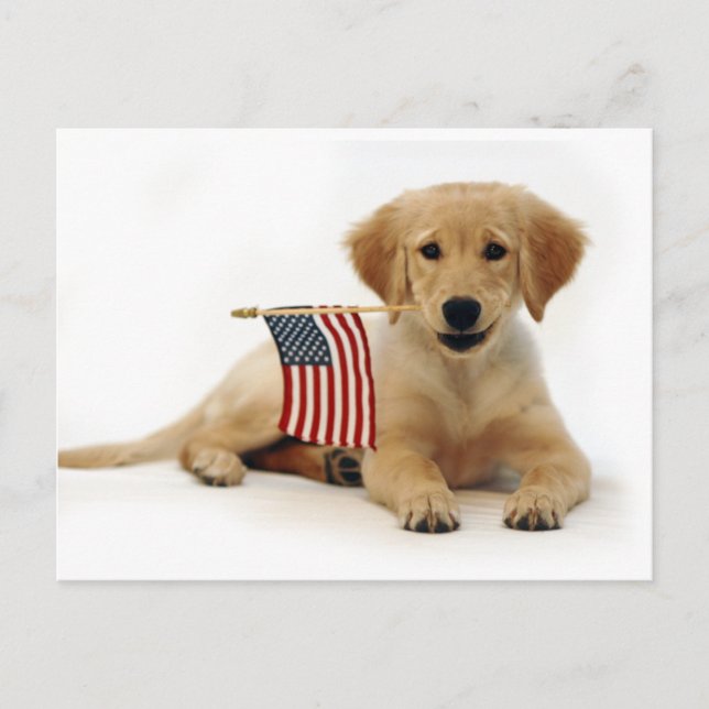 Cartão Postal Ouro Puppy e bandeira americana (Frente)