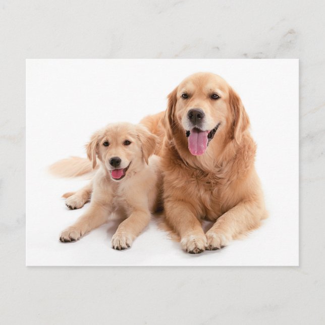 Cartão Postal Ouro Retriever Buddies (Frente)