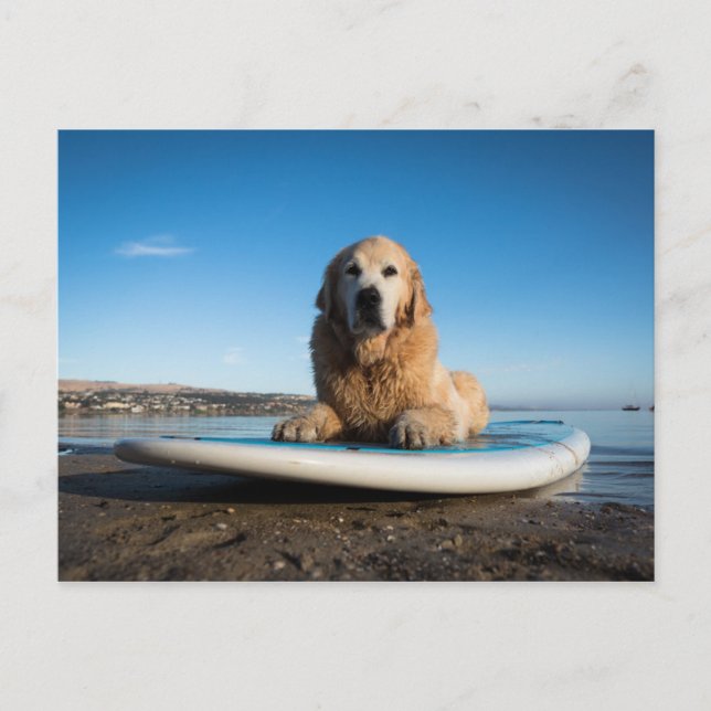 Cartão Postal Ouro Retriever Cachorro Deitado Em Um Conselho (Frente)