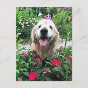 Cartão Postal Ouro-Retriever Cachorro Entre Vazio De Flores
