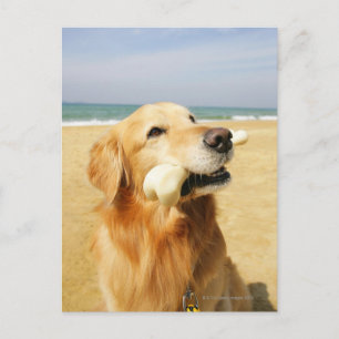 Cartão Postal Ouro Retriever comendo osso