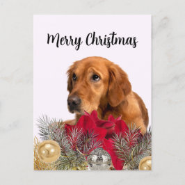 Cartão Postal Ouro Retriever Dog com Enfeites de natal