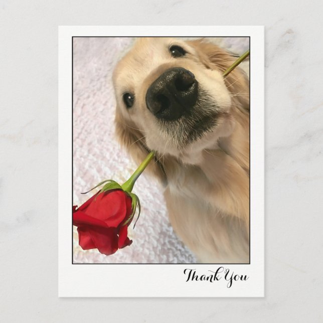 Cartão Postal Ouro Retriever Dog Com Rosa vermelha Obrigado (Frente)