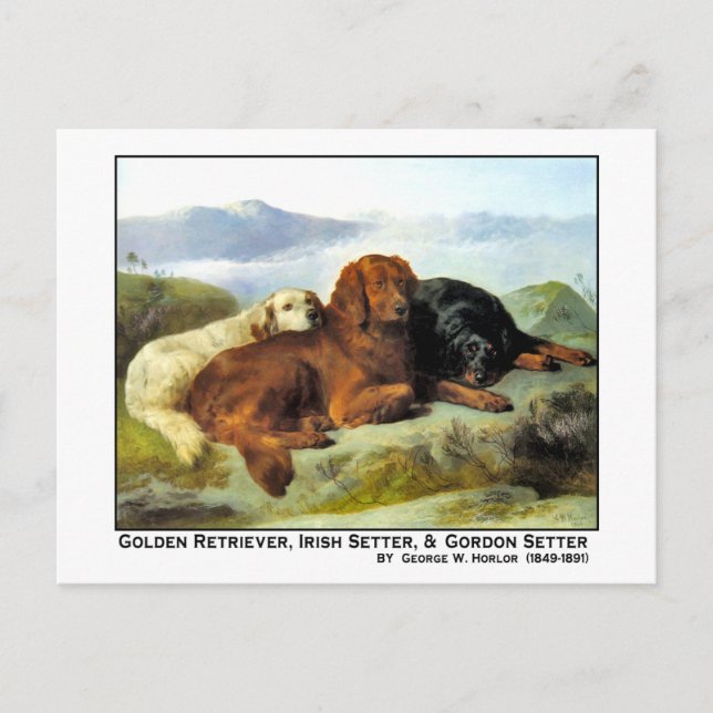 Cartão Postal Ouro Retriever, Irish Setter e Gordon Setter (Frente)
