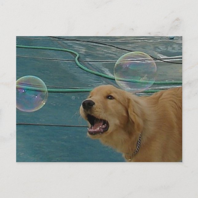 Cartão Postal Ouro Retriever Love (Frente)