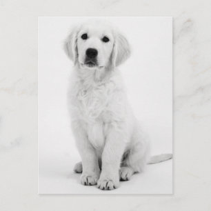 Cartão Postal Ouro Retriever Modernes Schwarzweiß