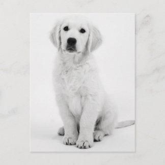 Cartão Postal Ouro Retriever Modernes Schwarzweiß