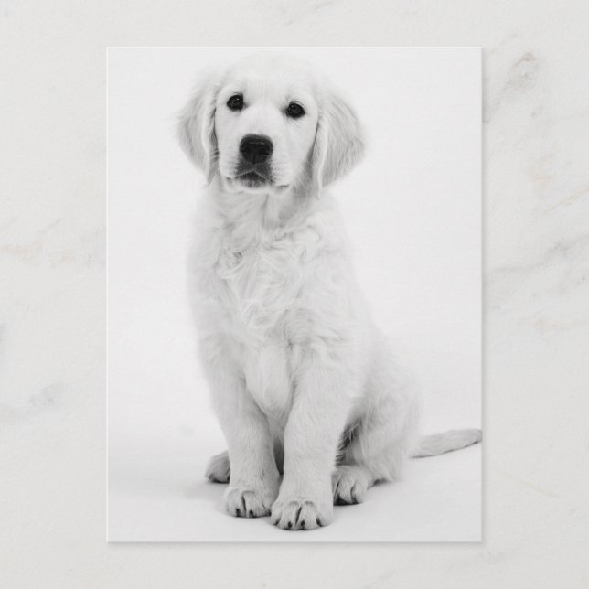 Cartão Postal Ouro Retriever Modernes Schwarzweiß (Frente)