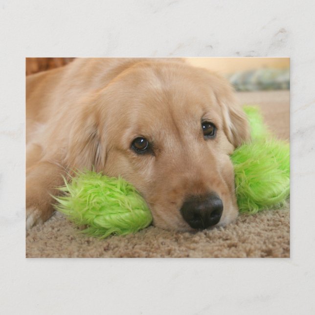 Cartão Postal Ouro Retriever Soube Que Você Estava Doente. (Frente)