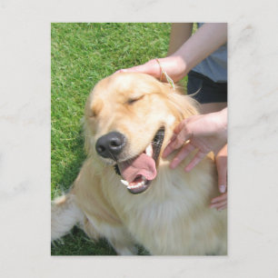 Cartão Postal Ouro Retriever Você Fez Isso Felicita O Incentivo