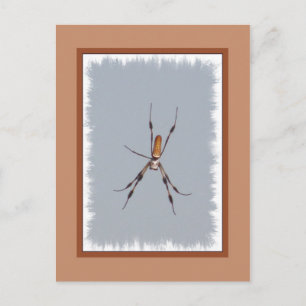 Cartão Postal Ouro Silk Orb-Weaver