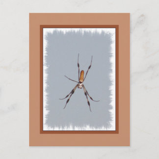 Cartão Postal Ouro Silk Orb-Weaver