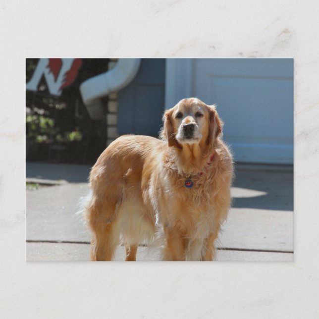 Cartão Postal Ouro Sunshine (Frente)