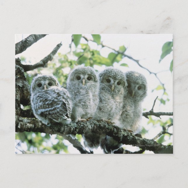 Cartão Postal Ouro ural. Ikeda-machi, Hokkaido, Japão (Frente)