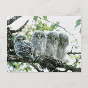 Cartão Postal Ouro ural. Ikeda-machi, Hokkaido, Japão