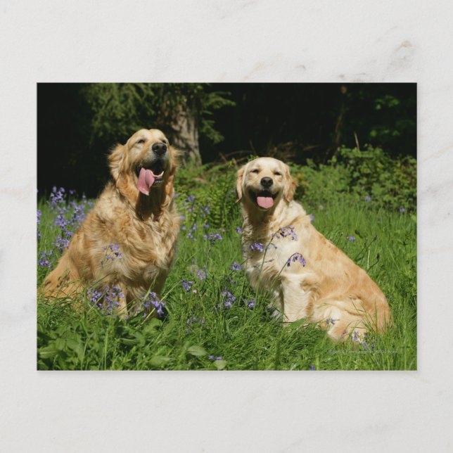 Cartão Postal Ouros de retenção na grama (Frente)